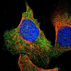UNC45B Antibody, Novus Biologicals 25 &mu;L; Unlabeled:Antibodies, Polyclonal